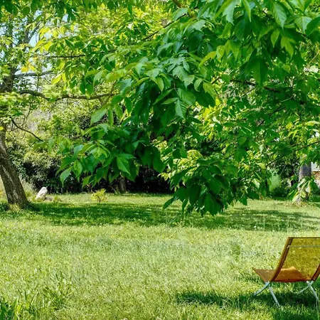 Le Cedre Du Parc De La Dame *